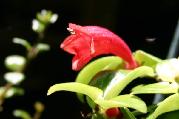 http://www.cloudjungle.com/CloudJungle/Gesneriaceae/Aeschynanthus/Aeschynanthus Coral Flame flower1.jpg